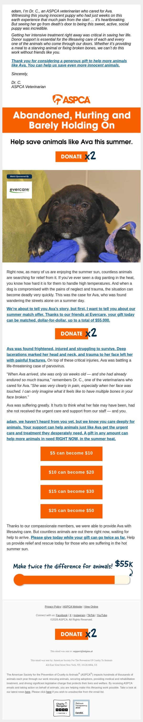 Puppy Faces Trauma in the Summer Heat email from ASPCA screenshot