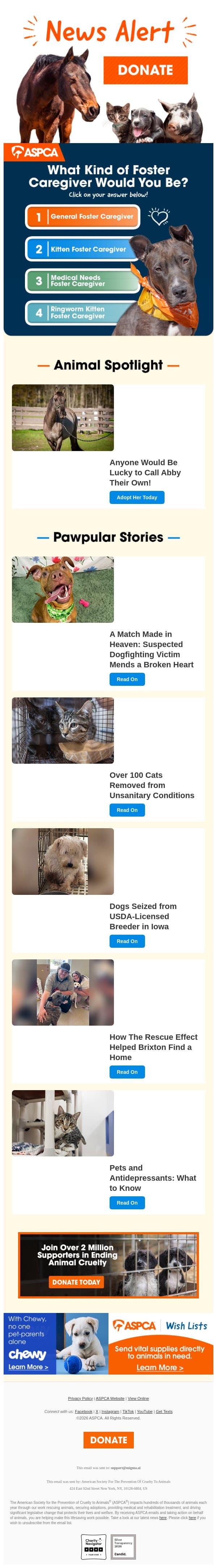 Take 10 Seconds to Find Your Foster Style email from ASPCA screenshot