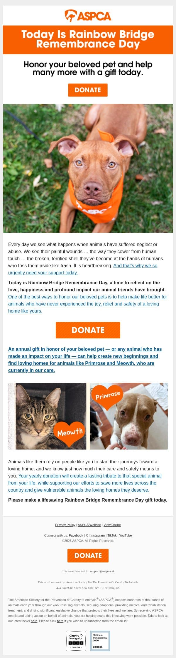 adam, Honor Your Beloved Pet Today! email from ASPCA screenshot