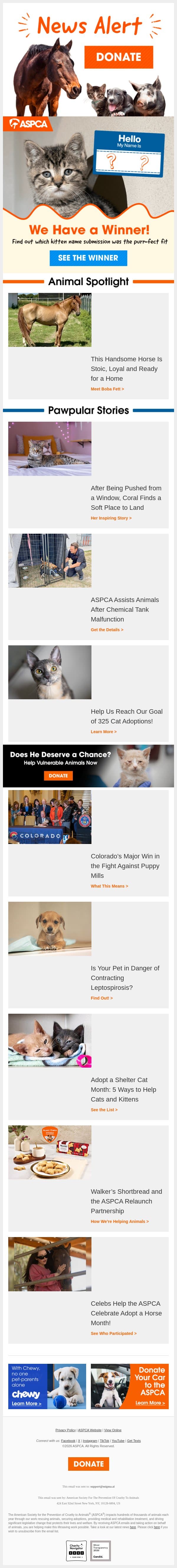 You Named a Kitten — and It’s a Cute One! email from ASPCA screenshot