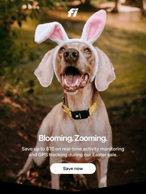 Easter deal: up to $70 off Fi 🐰 email from Fi