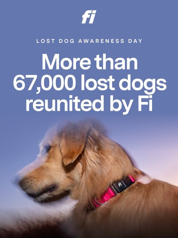 Today is Lost Dog Awareness Day 🐶 email from Fi