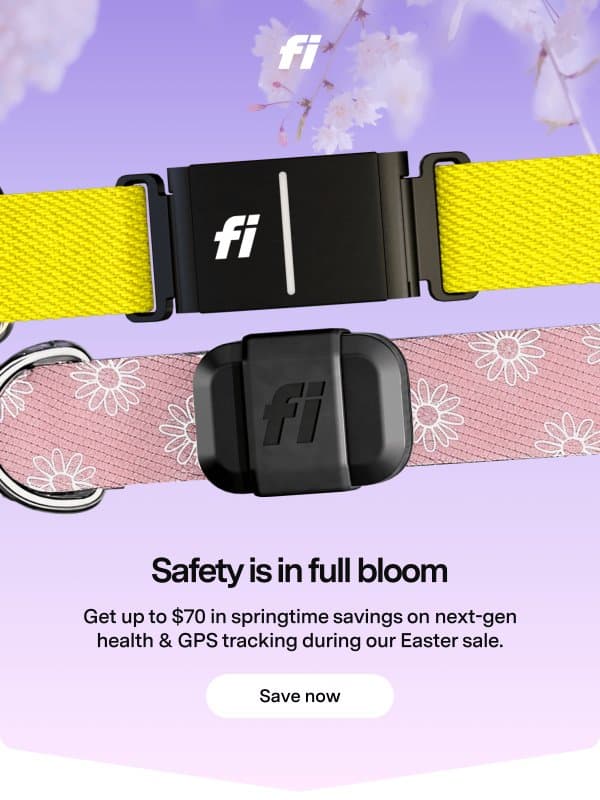 Spring into Fi savings email from Fi