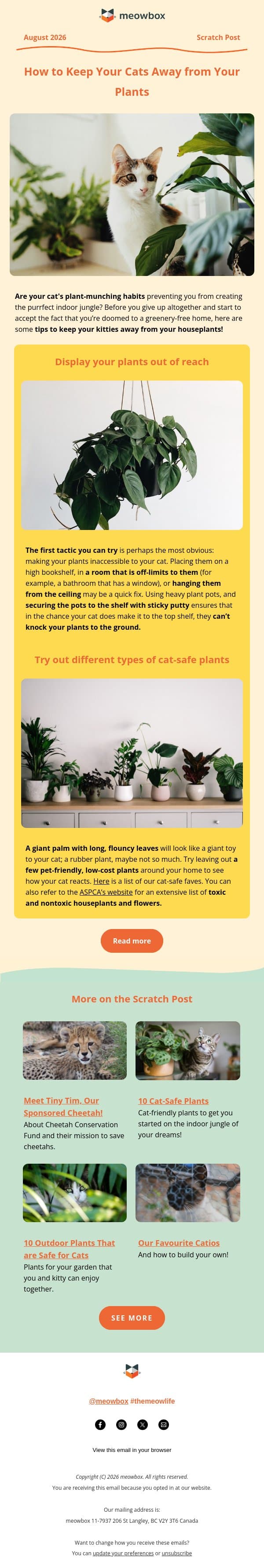 🪴 How to keep your cat out of your house plants email from MeowBox screenshot