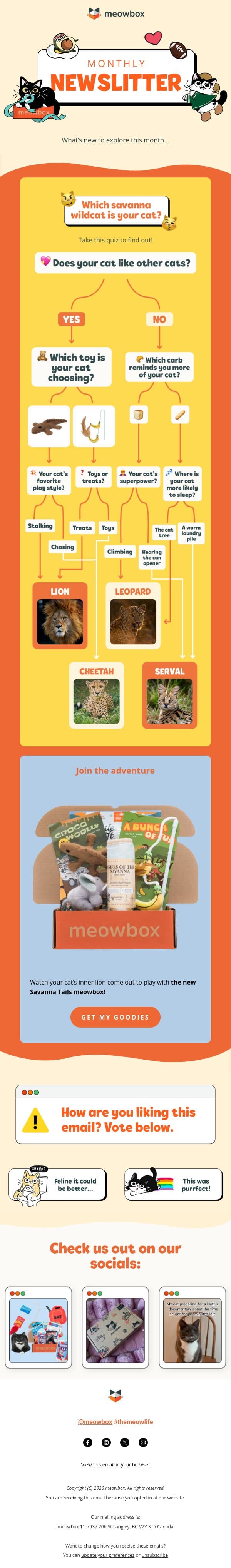 Quiz time! Which wildcat is your cat? 🦁 🐯 email from MeowBox screenshot