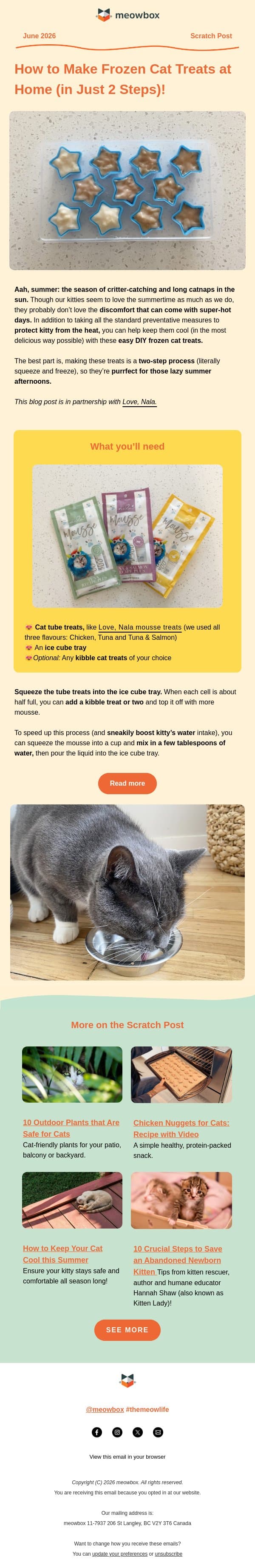 Beat the heat with these kitty treats 🧊🐈 email from MeowBox screenshot