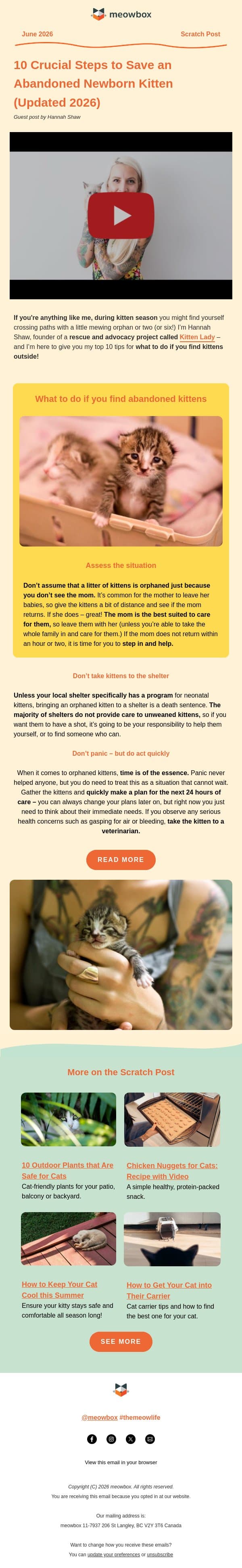 Found abandoned kittens? Here's what to do 🐱🍼 email from MeowBox screenshot