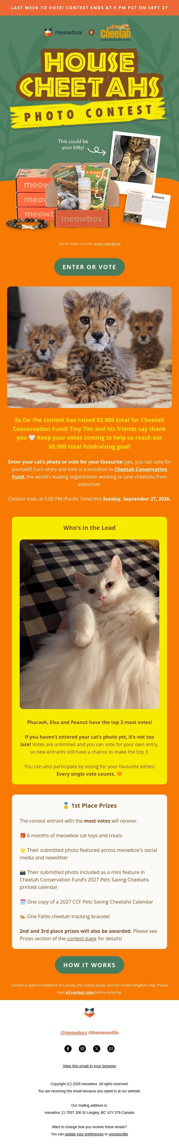 LAST WEEK to vote in our House Cheetahs cat photo contest! 📨 🐱 email from MeowBox screenshot
