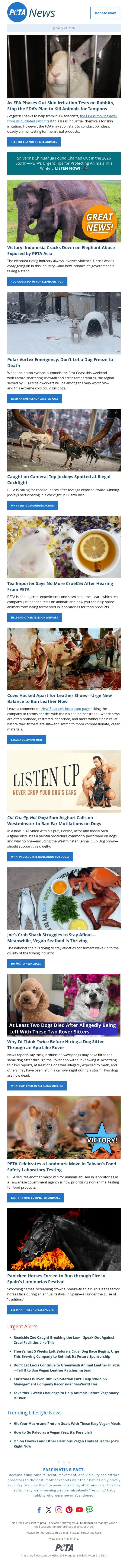 Rabbits and Guinea Pigs Killed for Tampons?! email from PETA screenshot