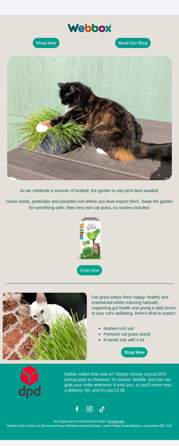 ⚽️The Only Pitch Your Cat Needs This Summer⚽️ email from Webbox screenshot