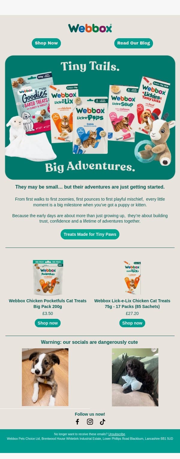 Small paws, big adventures 🐾 email from Webbox screenshot