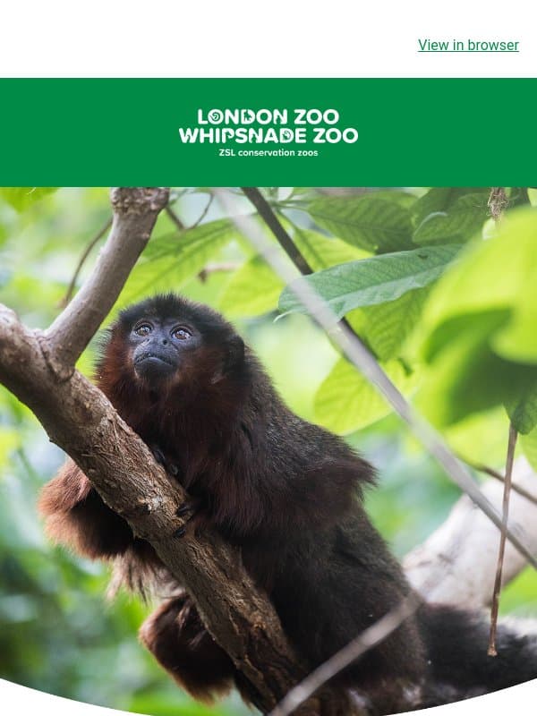 Hello September, hello new faces 💚 email from ZSL
