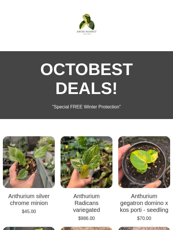 🎁 OCTOBEST DEALS! FREE Winter Protection on Every Order email from Aroid Market