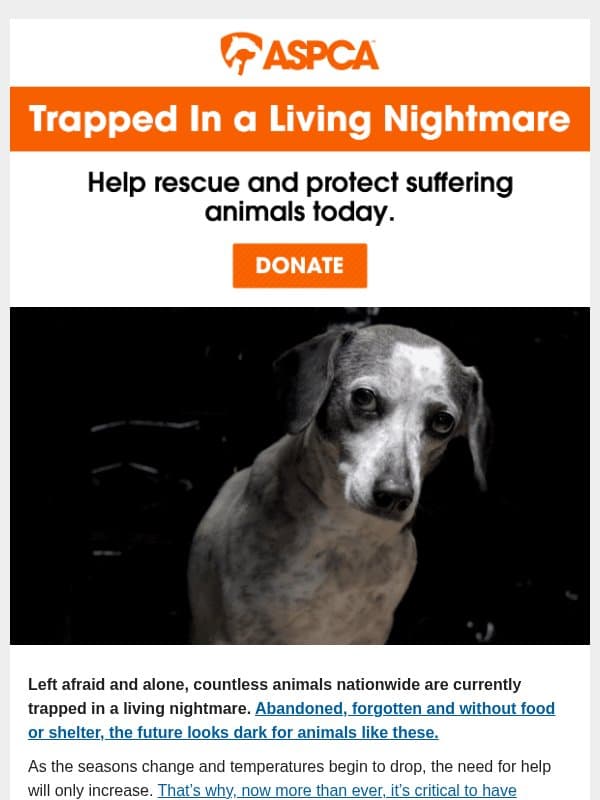 They’re afraid and alone, adam. Can you help? email from ASPCA