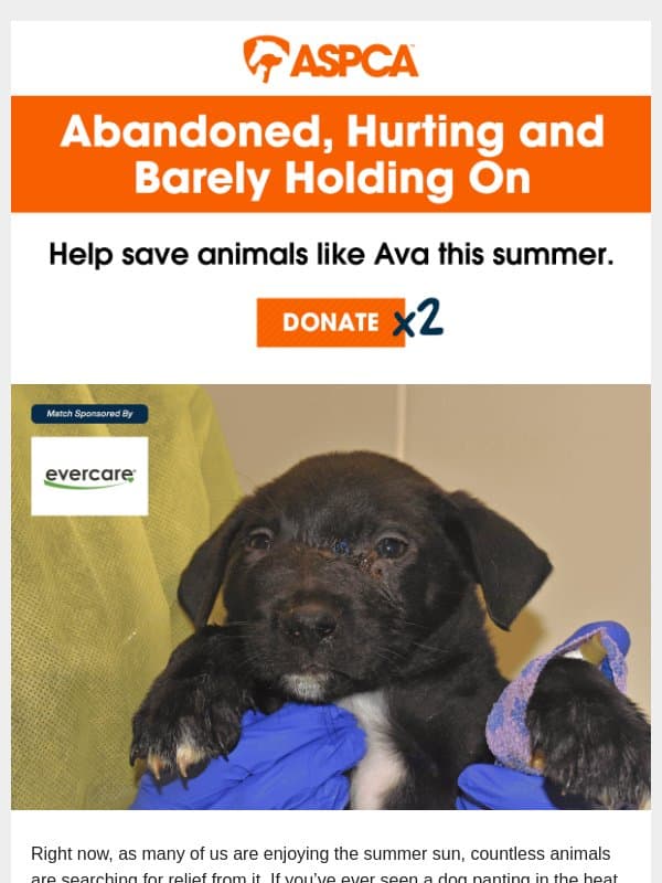 Only 6 Weeks Old and Fighting for Her Life email from ASPCA