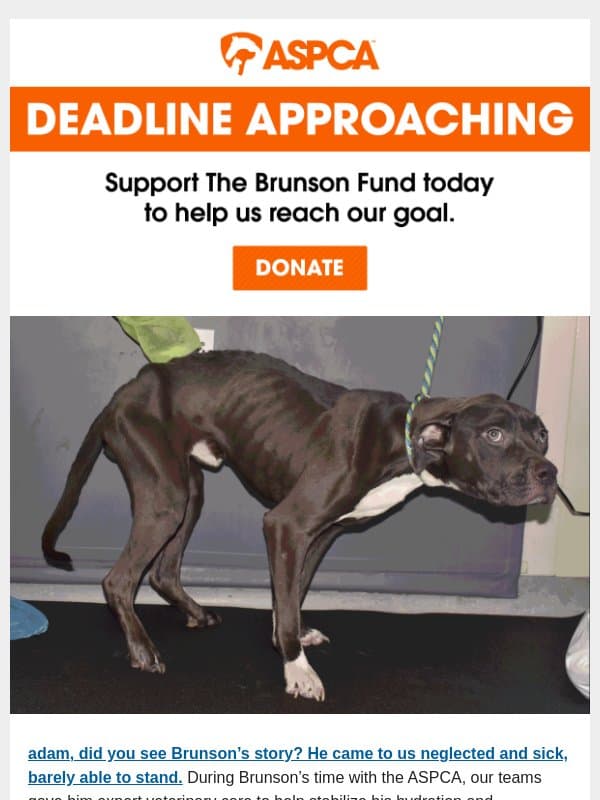 LAST CHANCE to Help Dogs Like Brunson! email from ASPCA
