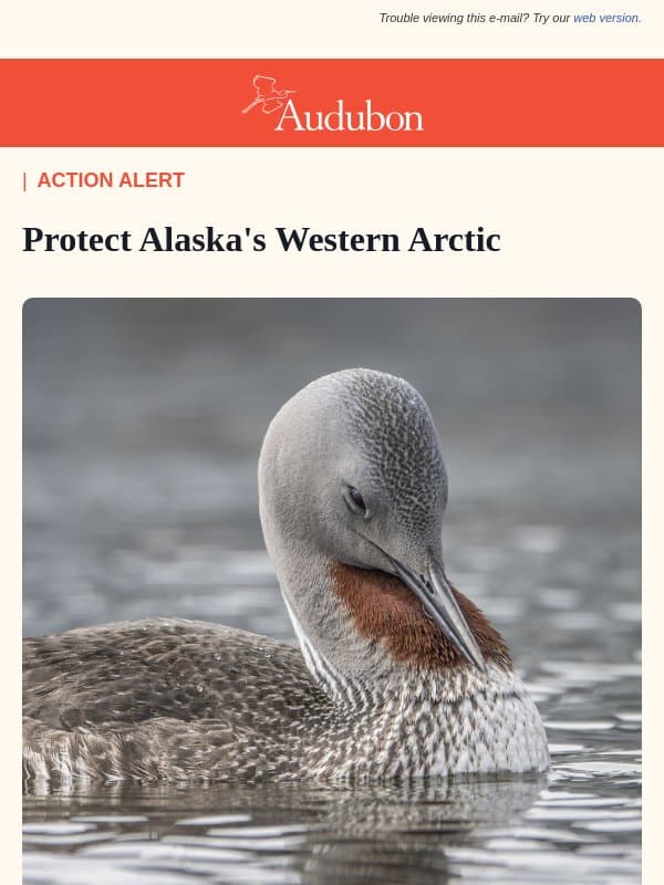 ACT NOW to Protect the Western Arctic email from Audubon Society
