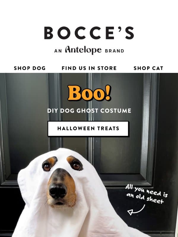 Try this DIY Ghost Costume for Your Pup 👻 email from Bocce's Bakery