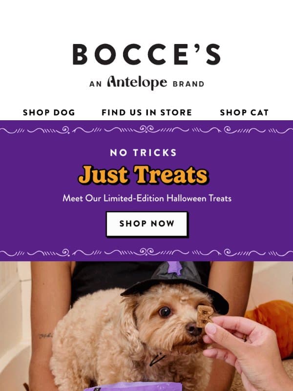 BOO! Halloween treats are here π» π email from Bocce's Bakery