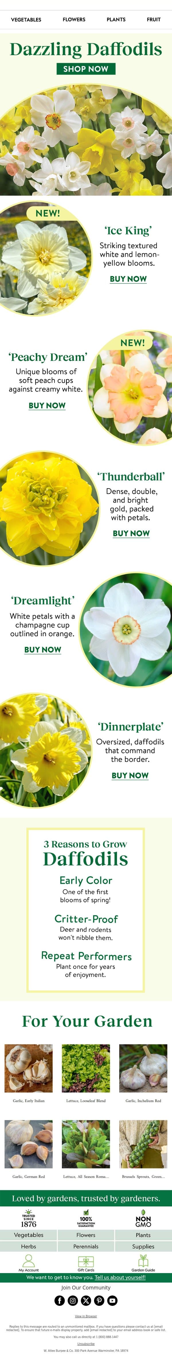 3 reason to grow daffodils email from Burpee Seeds screenshot