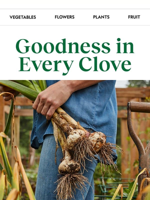 Garlic is a flavor booster & wellness win email from Burpee Seeds