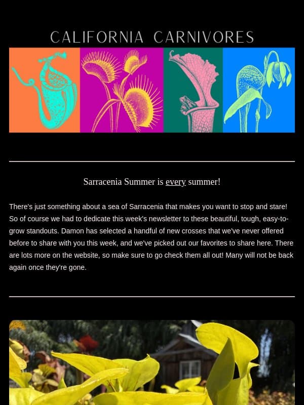 Summer Spotlight: Spectacular (and new!) Sarracenia ๐ email from California Carnivores