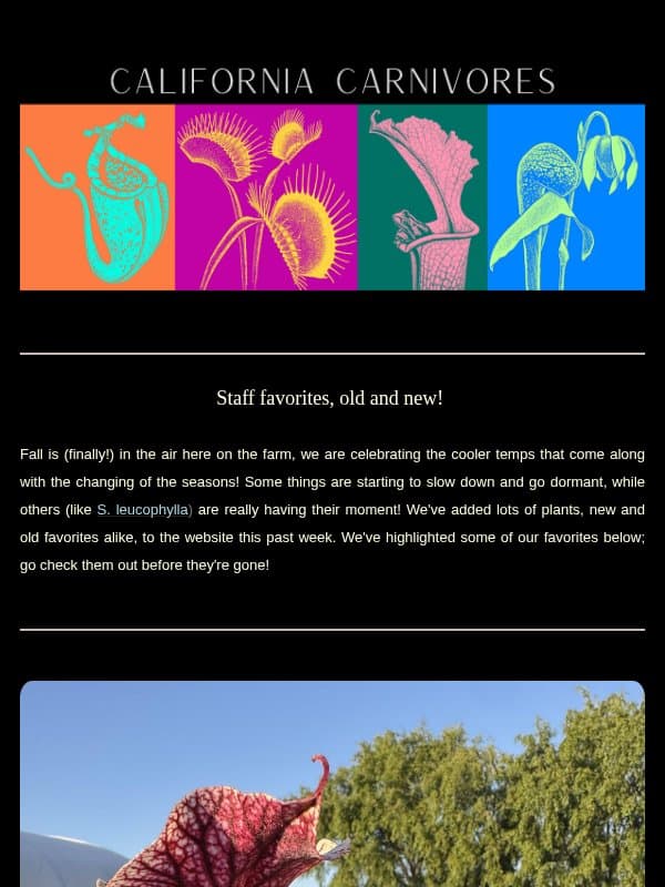 Staff Favorites: (Some of) our favorite plants this week! 🍂 email from California Carnivores