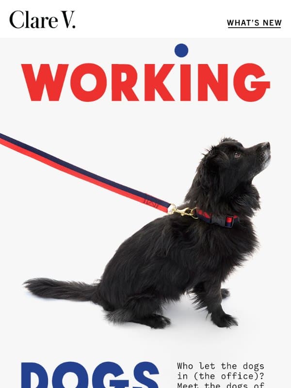 Meet the Dogs of Clare V. email from Clare V.