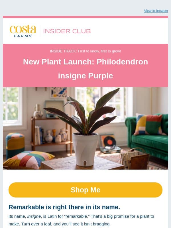New Plant Launch: Philodendron insigne Purple email from Costa Farms