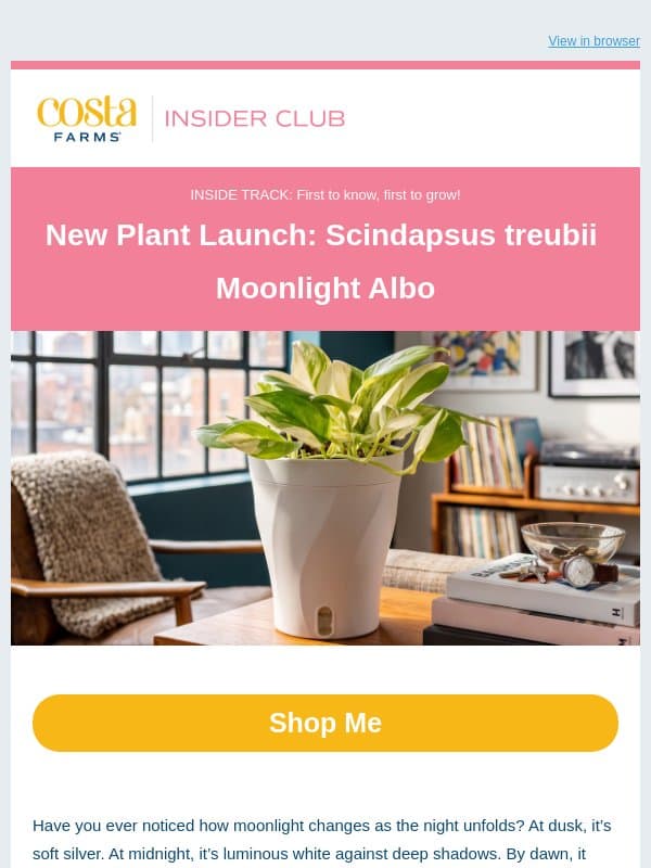 New Plant Launch: Scindapsus treubii Moonlight Albo email from Costa Farms