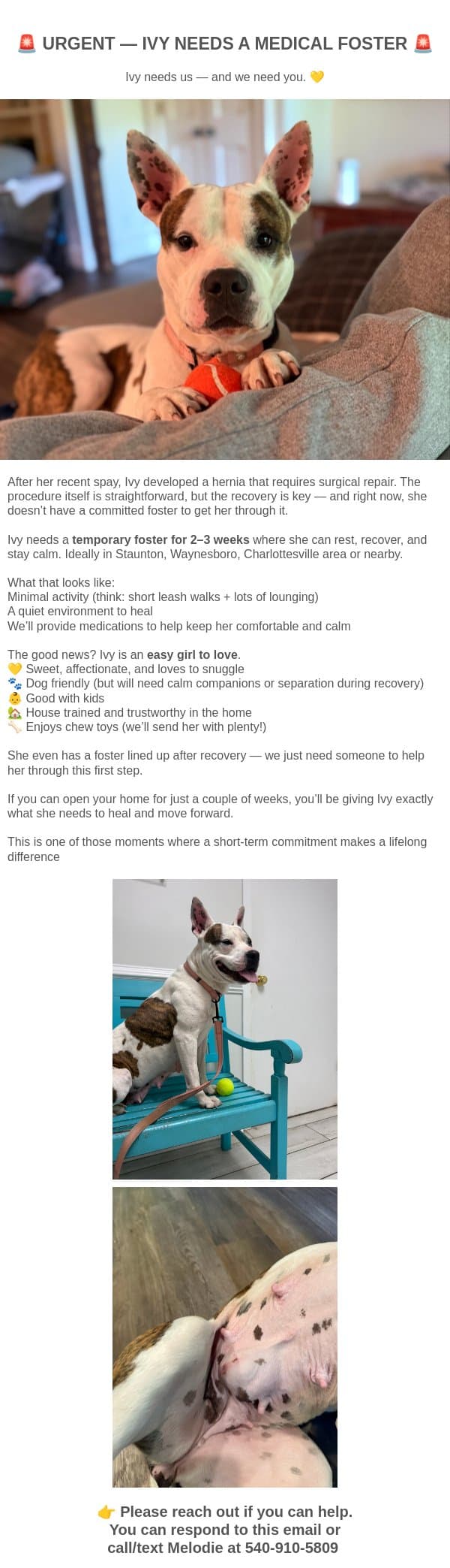 Short Term Foster needed for Ivy! email from Dogs Deserve Better screenshot