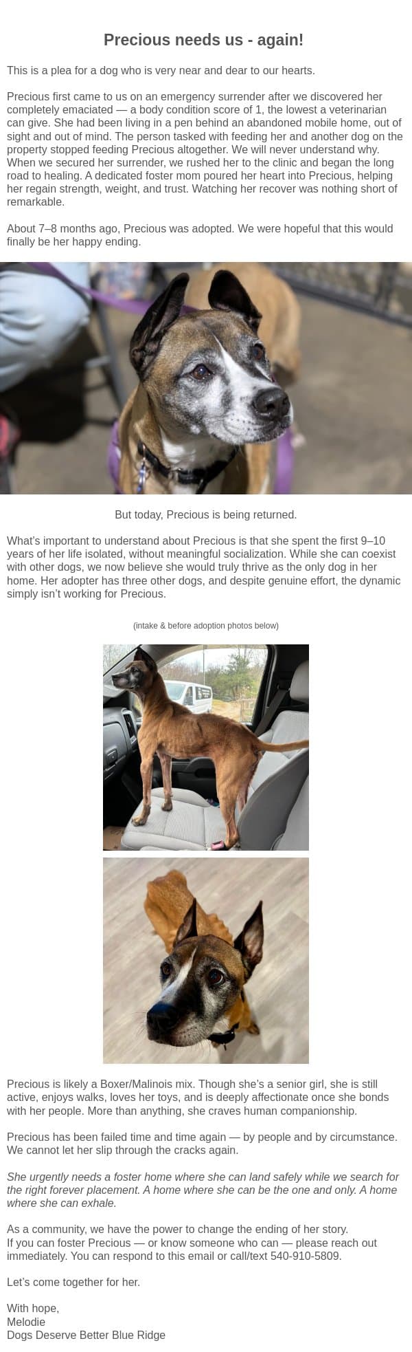Precious - needs our help again! email from Dogs Deserve Better screenshot