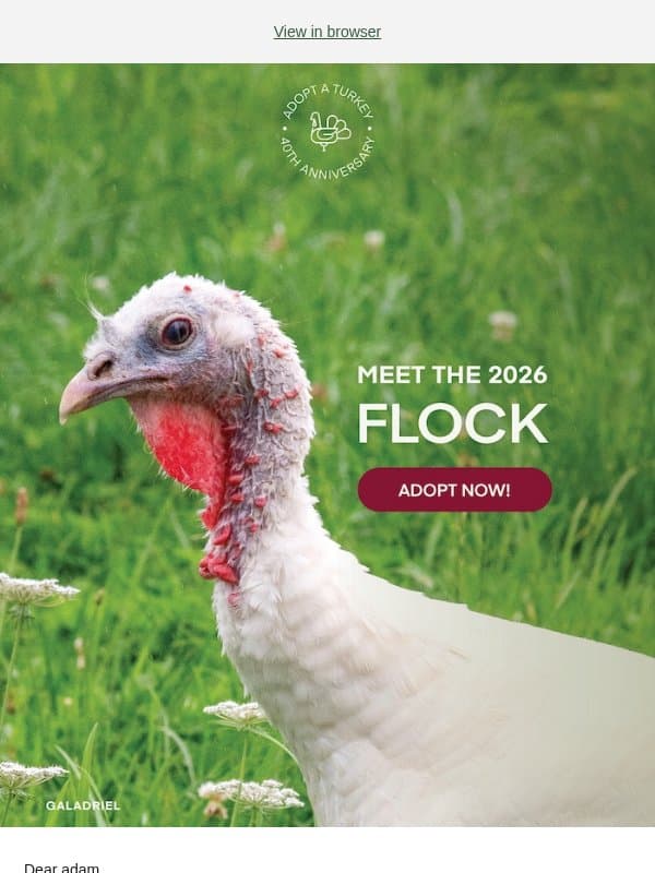 It’s time: Adopt a Turkey is here! email from Farm Sanctuary