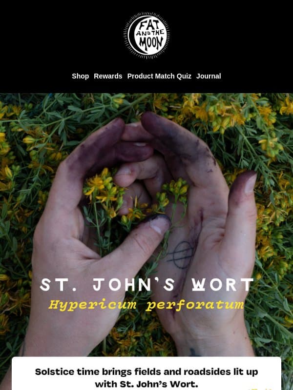 St. Johnâs Wort đŒđŒ email from Fat and the Moon