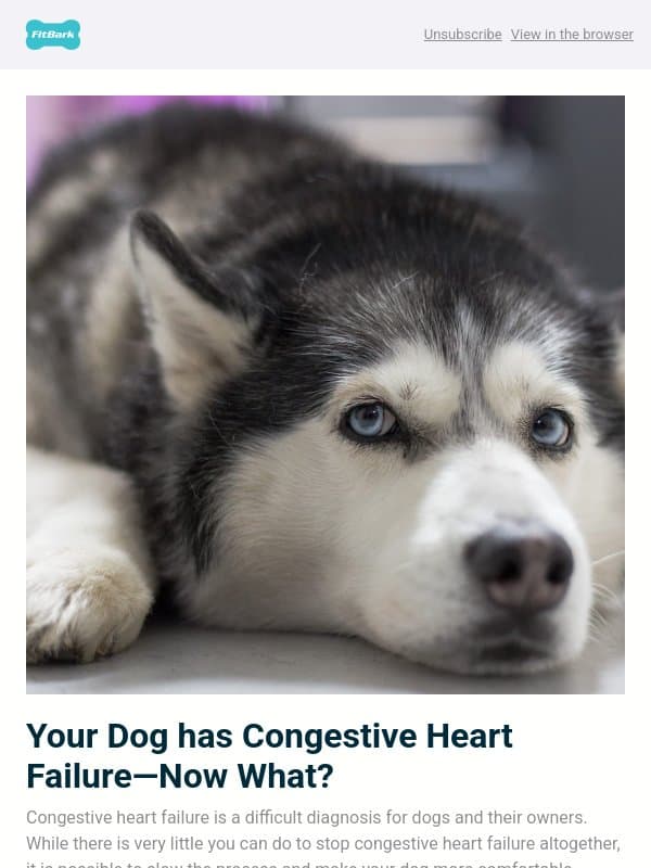 What to Do if Your Dog has Congestive Heart Failure email from FitBark