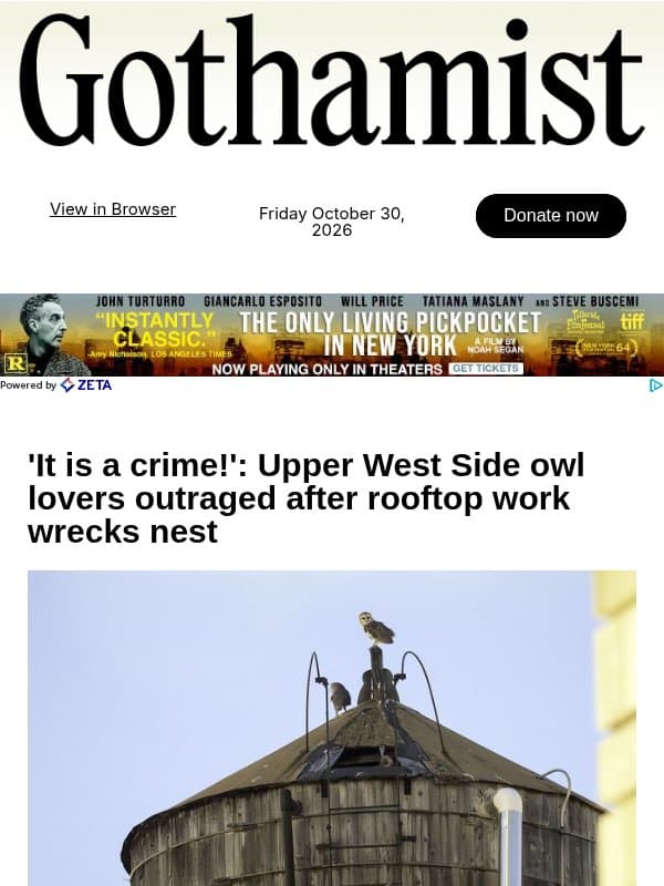 Owl lovers outraged after UWS rooftop work wrecks nest email from Gothamist