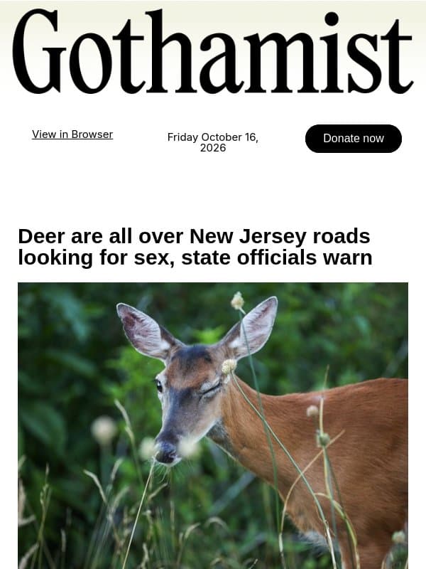 Deer are looking for sex all over New Jersey roads email from Gothamist