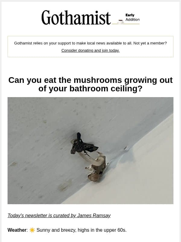Can you eat the mushrooms growing out of your ceiling? email from Gothamist