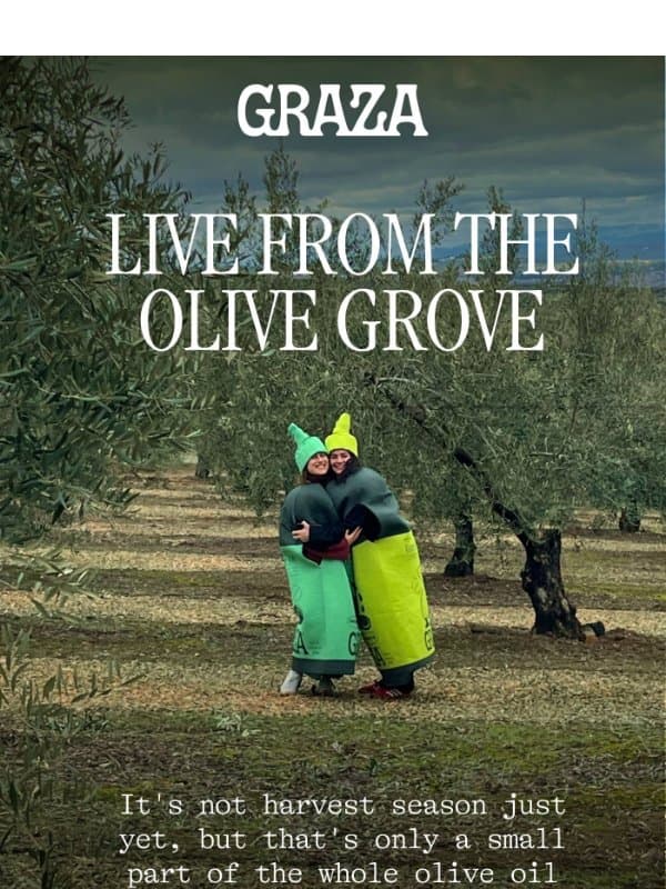 Live from The Olive Grove 🫒 email from Graza