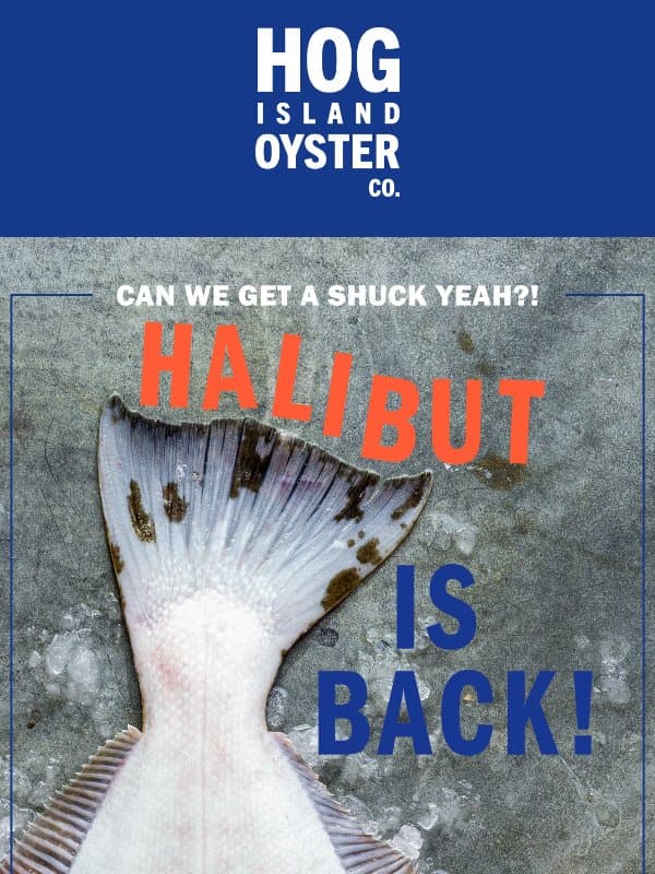 Heck yeah - it’s HALIBUT season! 🐟 email from Hog Island Oyster Company