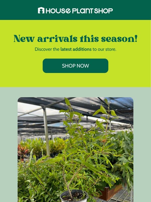🌿 New Arrivals: Pomegranate Plant & More! email from House Plant Shop