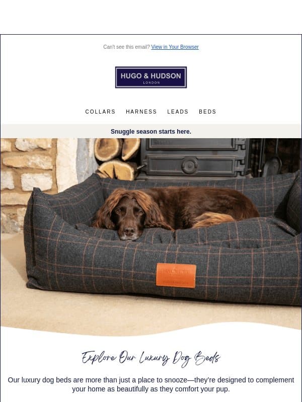 Snuggle season starts here 🐶✨ email from Hugo & Hudson