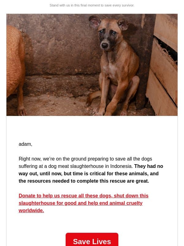 Help is on the way: So close to freedom email from Humane World for Animals