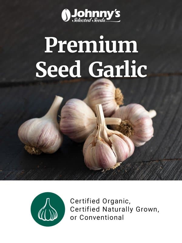 Garlic—Time to Pre-order Your Seed Stock email from Johnny's Selected Seeds