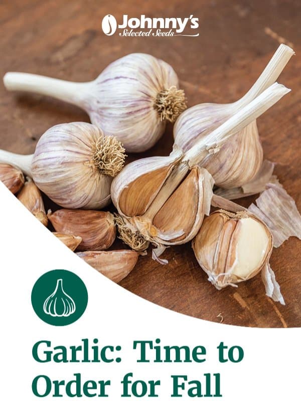 Premium Garlic Ready to Grow email from Johnny's Selected Seeds