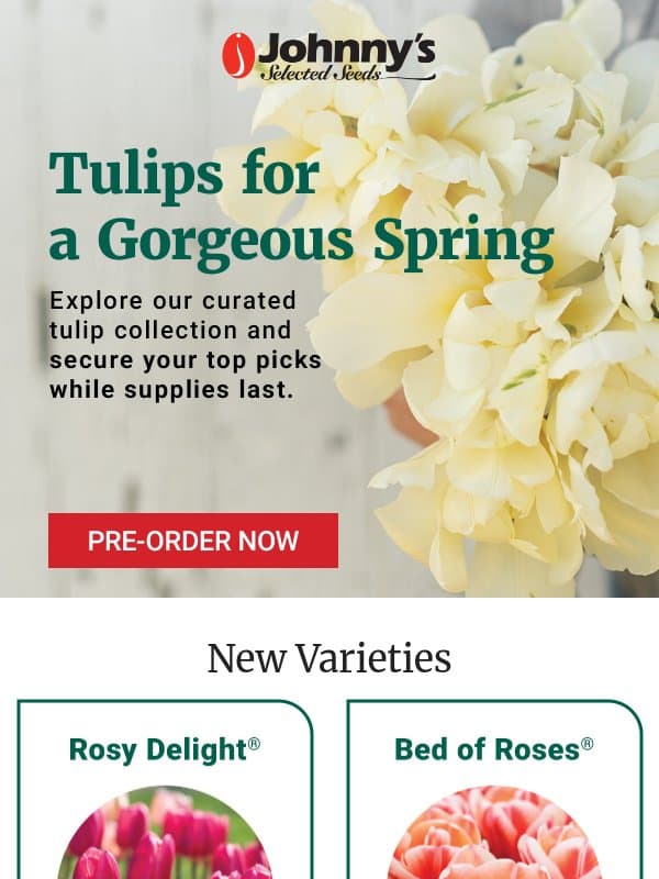 🌷Your Favorite New Tulips email from Johnny's Selected Seeds