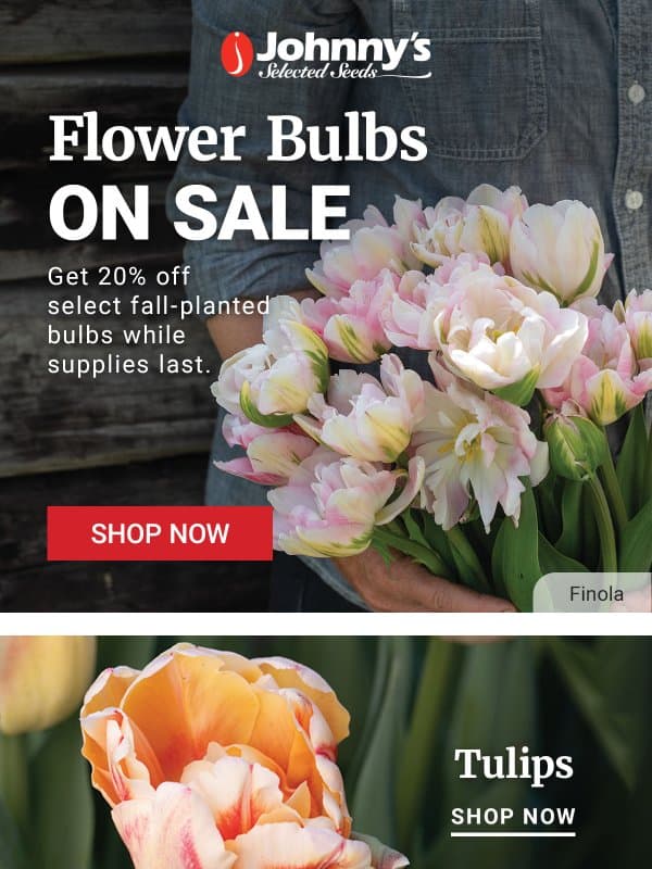 On Sale: Flower Bulbs email from Johnny's Selected Seeds