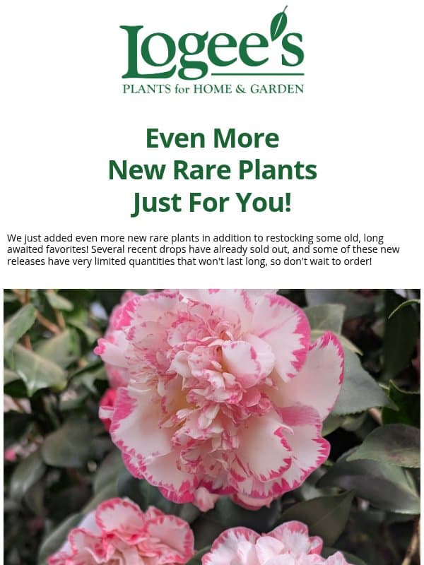 New Rare Plant Drops 🔥 (Even More Than Before!) email from Logee's Plants