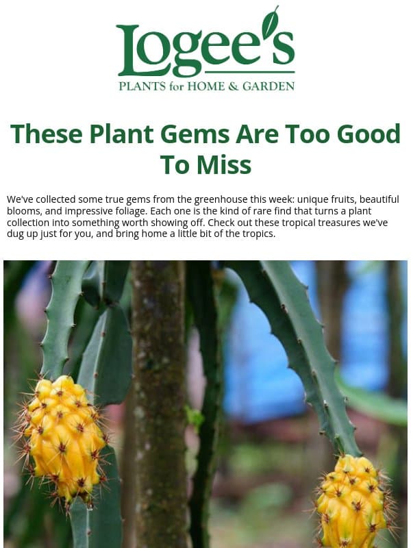 Plant Gems Worth Growing email from Logee's Plants