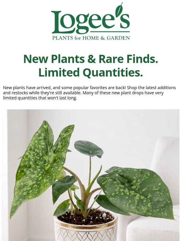 New Plants & Rare Restocks ⚡Limited Quantities email from Logee's Plants
